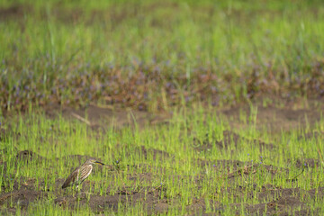Obraz na płótnie Canvas a pond heron on a rice field