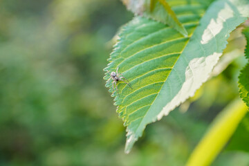 Spinne auf Kirschblatt
