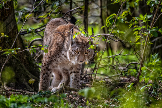 European lynx photographed in a nature wildlife park.