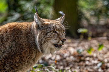 European lynx photographed in a nature wildlife park.