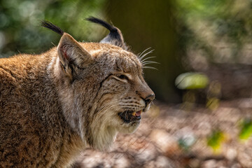 European lynx photographed in a nature wildlife park.