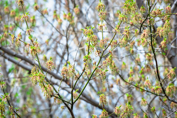 Blooming maple in early spring.