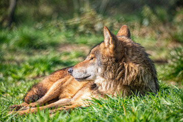European wolf photographed in a nature wildlife park.