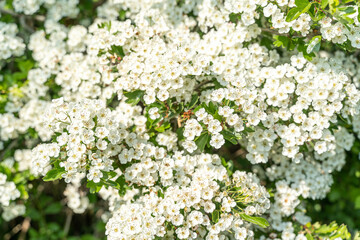 La spirée (spirea) est un arbuste qui fleurit aux printemps 