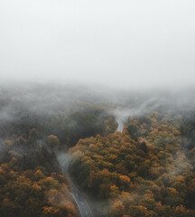 Nebelstraße im Wald