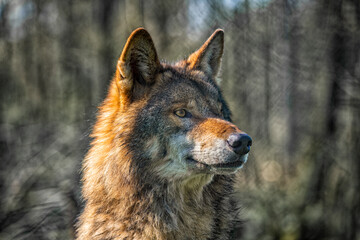 European wolf photographed in a nature wildlife park.