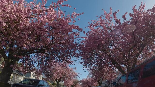Dolly shot of cherry tree blossoms during a sunny day in Vancouver.