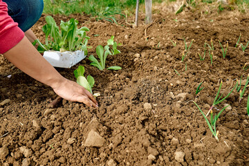 Hands of woman planting young lettuce seedlings in the soil. Horticulture sostenible. gardening hobby. Healthy organic food concept.