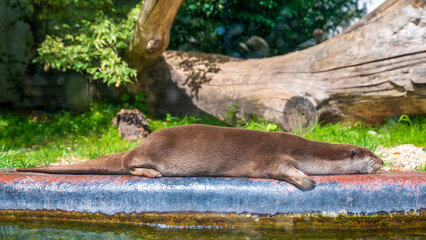 smooth-coated otter