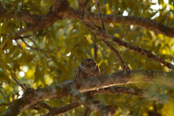 a spotted owlet being alert about their surroundings