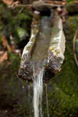 Spring water in the forest