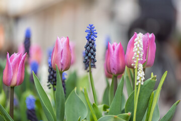Fototapeta premium Spring season. Blossom flowers in the garden. Sunny day.