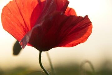 Obraz premium red poppy in the grass