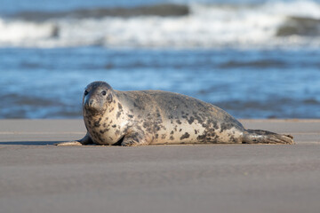 Fototapeta premium Atlantic Grey Seal (Halichoerus grypus) on a beach in pupping season