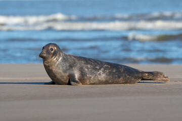 Atlantic Grey Seal (Halichoerus grypus) on a beach in pupping season