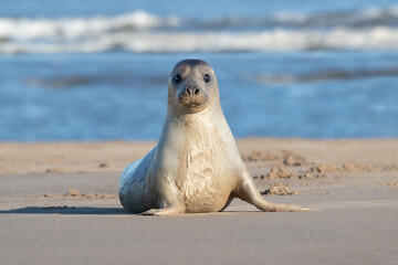 Inquisitive Harbour Seal (Phoca vitulina) on a bright winter day