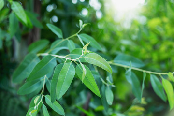 Eucalyptus leaf, closed, beautiful green, blurred background