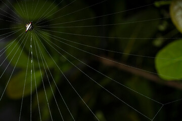 webs of spiny orb weaver spider on a badam plantation