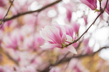 Spring season. Blossom flowers in the garden. Sunny day.