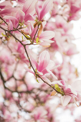 Obraz premium Spring season. Blossom flowers in the garden. Sunny day.