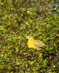 Yellow footed green pigeon or yellow legged green pigeon bird on Jujube or ber fruit tree at ranthambore national park rajasthan india - Treron phoenicoptera