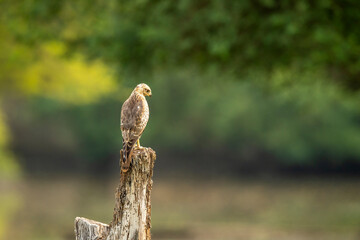 White eyed buzzard or Butastur teesa perched in natural scenic green background in winter migration...