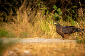Crested Serpent Eagle or Spilornis cheela winter migratory bird on waterhole to quench thirst during safari at forest of rajasthan india