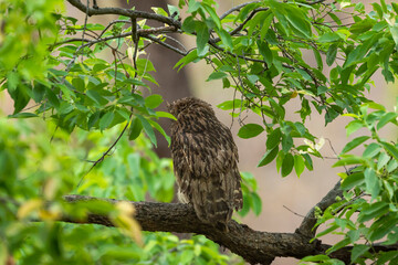 Brown fish owl or Bubo zeylonensis or Ketupa zeylonensis a large owl species perched on tree with back view at bandhavgarh national park madhya pradesh india asia
