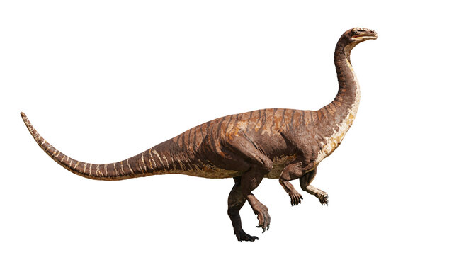 Plateosaurus, dinosaur from the Late Triassic period, isolated on white background