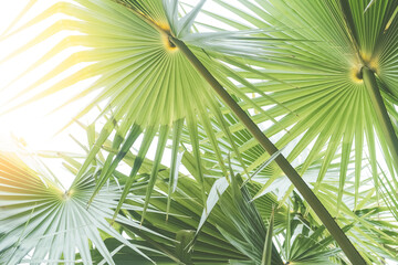 Obraz na płótnie Canvas Tropical palm tree with sun light on sunset sky and cloud abstract background.