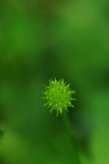 ケキツネノボタン