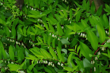 Obraz premium アマドコロ