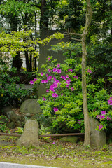 東京赤坂にある氷川神社の境内