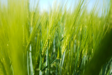close-up of juicy fresh ears of young green wheat in spring summer field                                