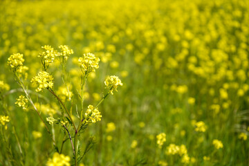 bright yellow field of blooming raps                             