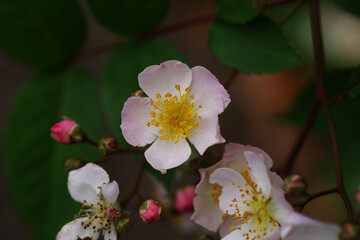 赤坂にある東京ミッドタウンのノイバラ