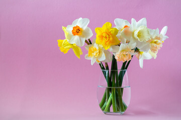 Bouquet of beautiful daffodil flowers in a transparent glass vase on a pink background