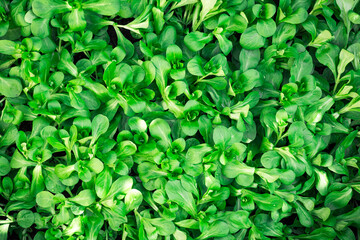 Full frame close up of wet fresh green lamb?s lettuce (valerianella) Valerianella locusta - obrazy, fototapety, plakaty