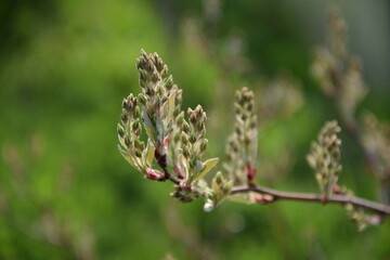 Amelanchier spring buds closeup,  shadbush flower buds on branch.