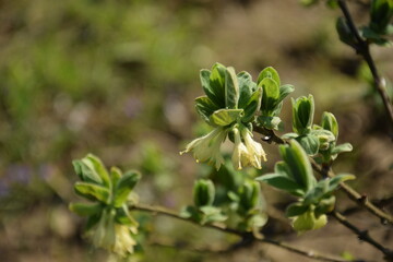 Lonicera caerulea flowers closeup, blue honeysuckle flowers on shrub, blooming honaysuckle.