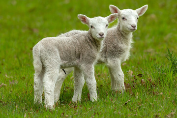 Close of two, cute, newborn twin lambs in Springtime, facing forward in green meadow.  East Yorkshire. Blurred background.  Copy space.  Horizontal.