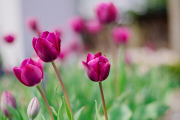 Obraz na płótnie Canvas Fioletowe tulipany