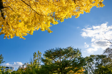 美しい黄色の銀杏、高知公園