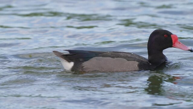 Wild male rosy-billed pochard, netta peposaca with beautifully oiled and preened feathers gracefully swimming across the wavy lake with dry feathers, waterproofing plumages, zoom in birdwatching shot.