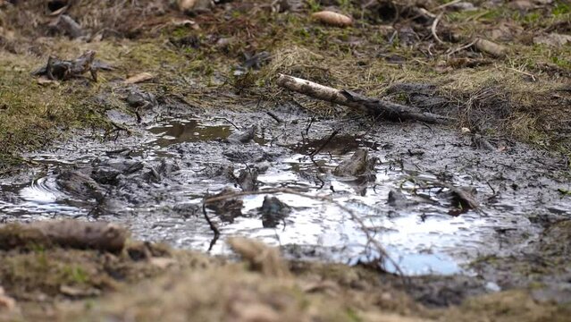 Colony of breeding frogs submerged in wet mud marsh during mating season, slow motion shot