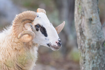 Portrait of a sheep in Croatia with beautiful horns