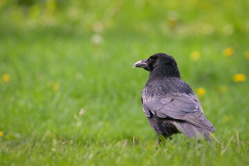 A carrion crow in a meadow on a sunny day in spring