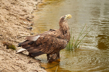 A sea eagle is drinking in the water. Water droplets leak from the beak. Reflection in the lake. Detailed, yellow beak brown feathers, animal themes
