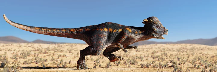 Fotobehang Dinosaurussen Pachycephalosaurus, dinosaur running in a desert landscape  © dottedyeti