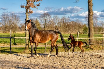 One week old dark brown foal gallops and jumps with her mother outside in the sun. mare with red halter. Warmblood, KWPN dressage horse. animal themes, newborn.